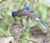 a blue and black bird feeding a baby bird in a nest with pana jan written below it