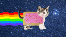 nyan cat kitten rainbow