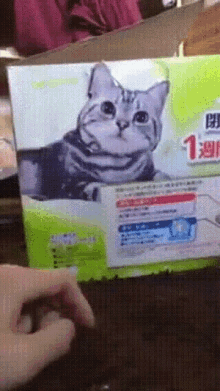 Cat Surprise GIF - Cat Surprise GIFs