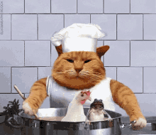 Cats Chicken GIF - Cats Chicken Frog GIFs