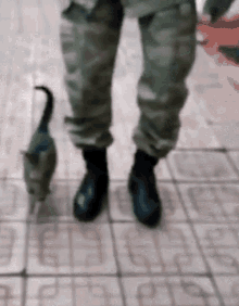 a cat raised in the army
