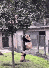 two panda bears are climbing a tree in a zoo enclosure