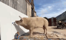 Pig Painting GIF - Pig Painting GIFs