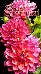 пожелание цветы GIF - пожелание цветы GIFs