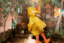 Sesame Street Big Bird GIF - Sesame Street Big Bird Jumping For Joy GIFs