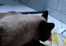 Cat Siamese Cat GIF - Cat Siamese Cat Sleeping GIFs