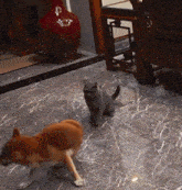 Kobe Shiba Inu GIF - Kobe Shiba Inu Cat GIFs