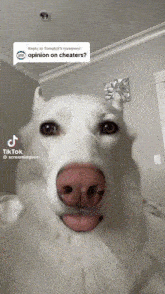 Dog Dog Tongue GIF - Dog Dog Tongue Opinion On Cheaters GIFs