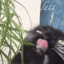 Crazy Cat GIF - Crazy Cat Lady GIFs