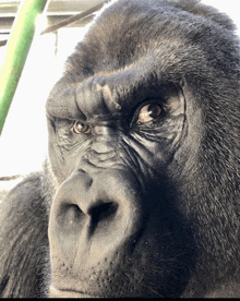 a close up of a gorilla 's face with a green pole in the background