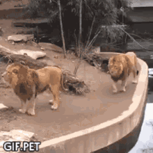 Gif Pet Lions GIF - Gif Pet Lions Slip GIFs