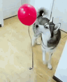 Dog Balloon GIF - Dog Balloon GIFs