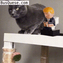 Cats Hate Trump Hit GIF - Cats Hate Trump Hit Slap GIFs