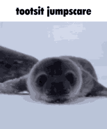 Boyfroom Seal GIF - Boyfroom Seal Tootsit GIFs