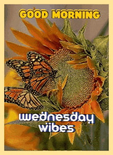 a picture of butterflies on a sunflower with the words good morning wednesday wives