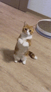 a cat standing on its hind legs in front of a robotic vacuum cleaner