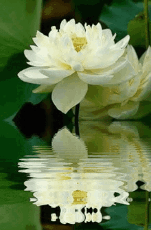 White Lotus Flower Water GIF - White Lotus Flower Water GIFs