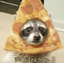 a raccoon is wearing a slice of pizza on its head and says it 's pizza time .