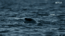 orca killer whale hunting eating dinner