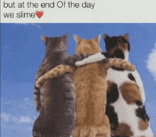 three cats hugging each other with a caption that says but at the end of the day we slime