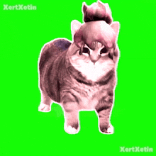 a cat is standing on a green screen with the name kertxetin on the bottom