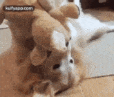 Me How Plays With Small Babies.Gif GIF - Me How Plays With Small Babies Dog Funny GIFs