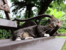Cat Cat Licking GIF - Cat Cat Licking Cat Cleaning Itself GIFs
