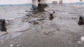 a group of seals are swimming in the water together