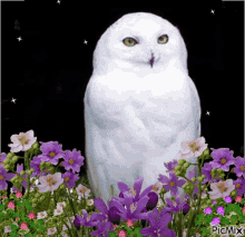 Owl Flowers GIF - Owl Flowers GIFs