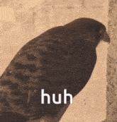 a bird is standing next to a wall with the word huh written on the bottom