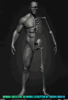 human skeleton male man yacine