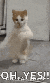 a brown and white cat is standing on its hind legs and dancing .