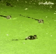 Duck The Pet Collective GIF