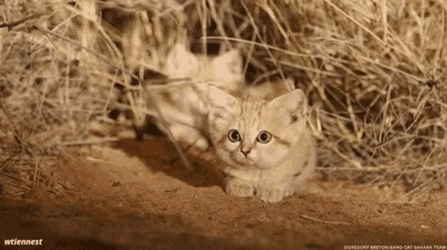 sand kitten wow