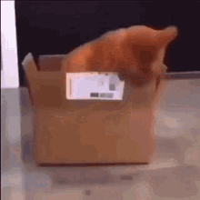 Cat Eating GIF - Cat Eating Carton GIFs