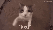 Hug Hug Cat GIF - Hug Hug Cat Kiss GIFs