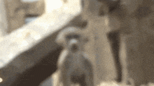 a blurry picture of a dog standing next to a table