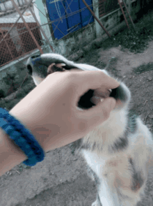 Cute Dog GIF - Cute Dog Husky GIFs