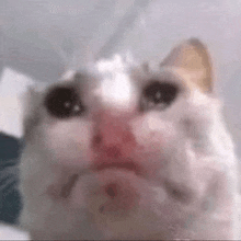 Sad Cat Goofy GIF - Sad Cat Sad Cat GIFs