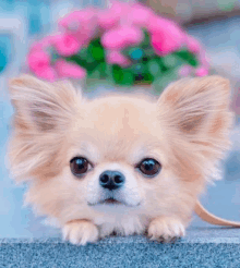 Chi Chihuahua GIF - Chi Chihuahua GIFs