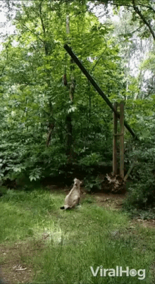 Catching Food Jumping GIF