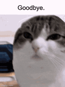 a close up of a cat 's face with the words `` goodbye '' written on it .