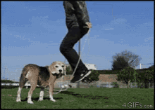 Dog Jumping GIF - Dog Jumping GIFs