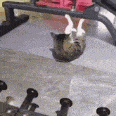 Cat Gym Workout GIF - Cat Gym Workout GIFs