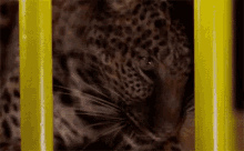 Nicki Minaj Leopard GIF - Nicki Minaj Leopard Morph GIFs