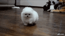 a small white dog is walking on a wooden floor next to a stuffed panda bear .