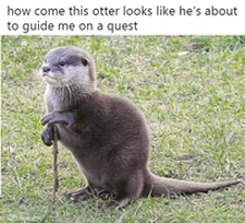 Quest Otter GIF - Quest Otter Otters GIFs