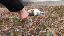 a person is playing with a small white animal on a leash in the leaves