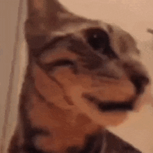 Gruh Cat GIF - Gruh Cat Confused GIFs