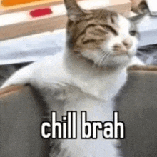 a cat is sitting on a couch with the words chill brah on it .